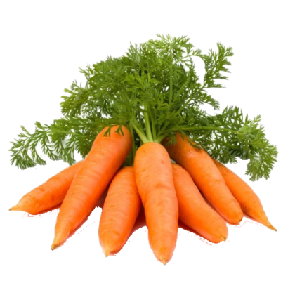 Fresh Carrots