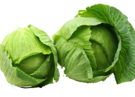 Fresh Cabbage